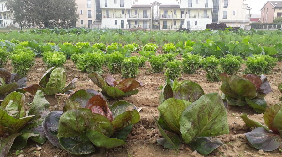 La chioggia, insalata